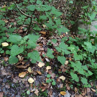 Urtica sykesii, photographed by Jenny Saito