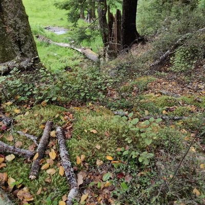 Nothofagus fusca, photographed by Jenny Saito