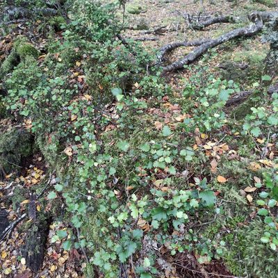 Nothofagus fusca, photographed by Jenny Saito