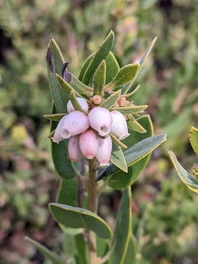 Arctostaphylos morroensis, photographed by Rachel Stringham