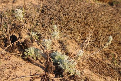 Artemisia pycnocephala, photographed by Henrik Kibak