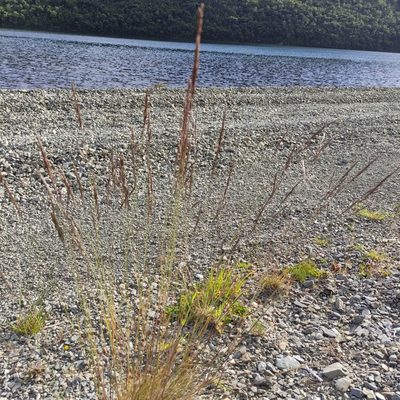 Festuca rubra, photographed by Jenny Saito