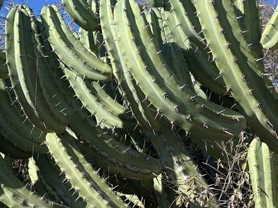 Myrtillocactus geometrizans, photographed by John Leszczynski