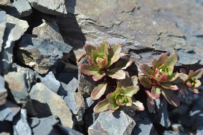 Epilobium pycnostachyum, photographed by Christopher Stephens