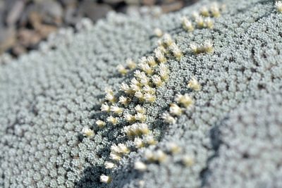 Raoulia bryoides, photographed by Christopher Stephens