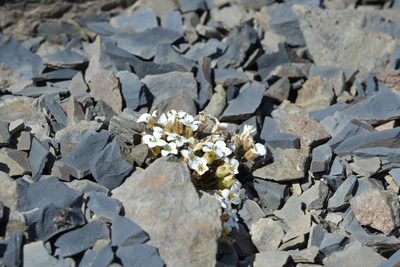 Notothlaspi australe, photographed by Christopher Stephens
