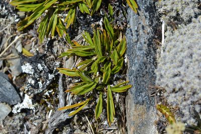 Aciphylla monroi, photographed by Christopher Stephens
