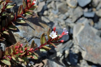 Epilobium porphyrium, photographed by Christopher Stephens