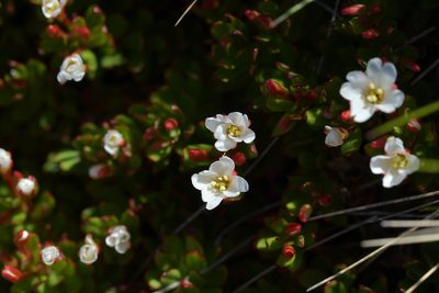 Epilobium rubromarginatum, photographed by Christopher Stephens