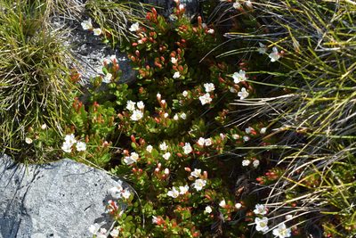 Epilobium rubromarginatum, photographed by Christopher Stephens