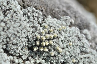 Raoulia bryoides, photographed by Christopher Stephens
