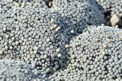 Raoulia bryoides, photographed by Christopher Stephens
