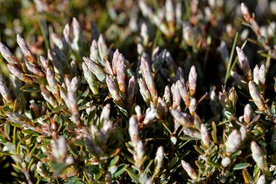 Acrothamnus colensoi, photographed by Christopher Stephens