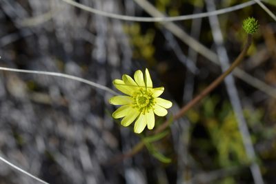 Ranunculus verticillatus, photographed by Christopher Stephens