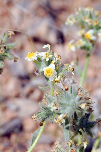 Oreocarya paysonii, photographed by Tom Kennedy