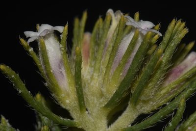 Nama carnosa, photographed by Brian Finzel