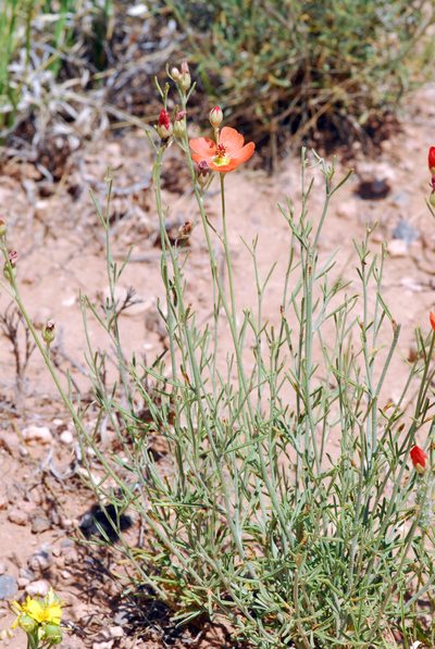 Sphaeralcea leptophylla, photographed by Tom Kennedy