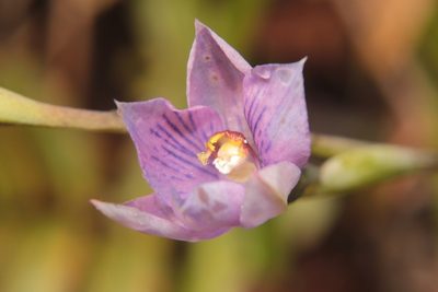 Thelymitra pulchella, photographed by Kathy Warburton