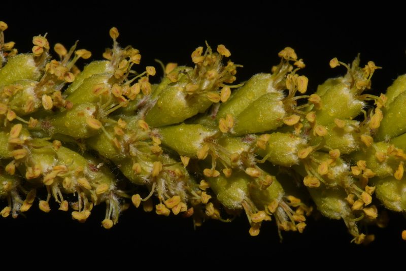 Parryella filifolia, photographed by Brian Finzel