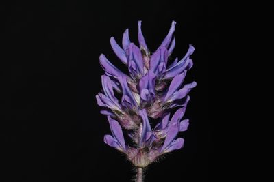 Pediomelum subacaule, photographed by Brian Finzel