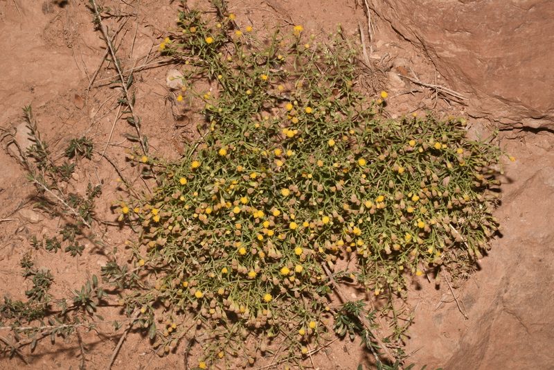 Perityle congesta, photographed by Brian Finzel