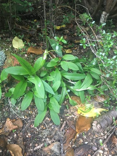 Pterostylis oliveri, photographed by Cara-Lisa Schloots