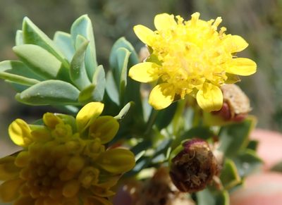 Euryops lateriflorus, photographed by Peter Warren
