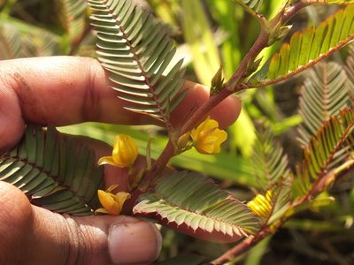 Chamaecrista nictitans, photographed by Lsf