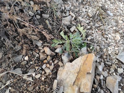 Artemisia sieversiana, photographed by Valentin Kosterin