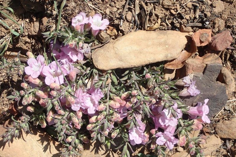 Graderia scabra, photographed by Andrew Deacon