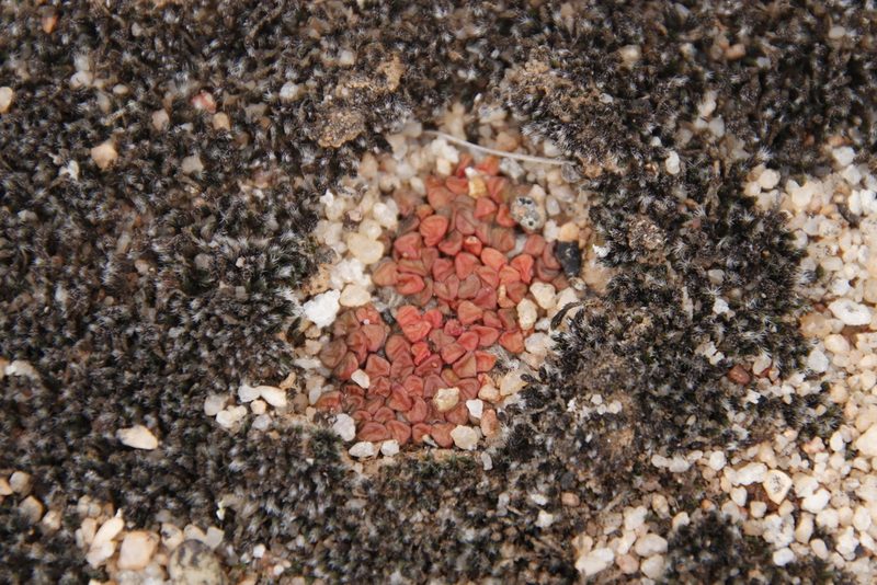 Anacampseros comptonii, photographed by Tony Rebelo