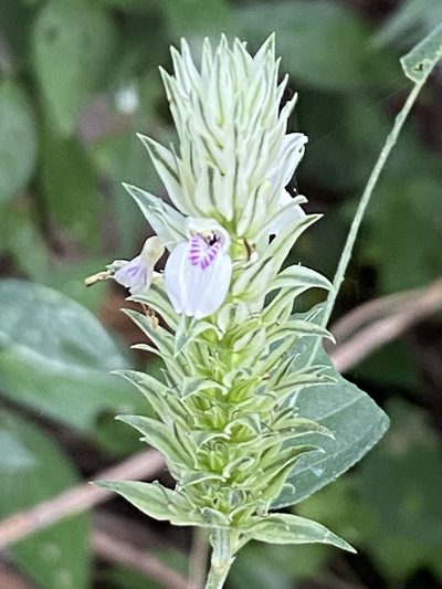 Pogonospermum depauperatum, photographed by Jean-Paul Boerekamps