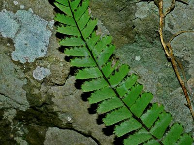 Adiantum ciliatum, photographed by Jacy Chen