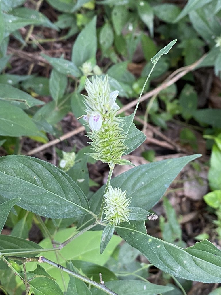 Pogonospermum depauperatum, photographed by Jean-Paul Boerekamps