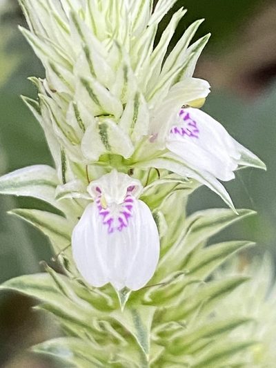 Pogonospermum depauperatum, photographed by Jean-Paul Boerekamps