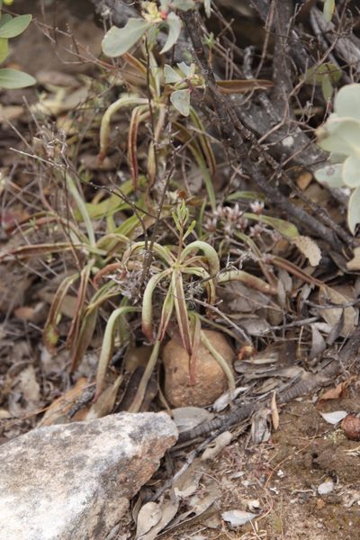Tylecodon striatus, photographed by Tony Rebelo