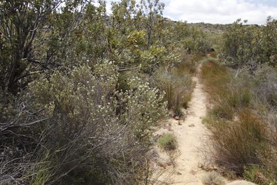 Phylica rigidifolia, photographed by Tony Rebelo
