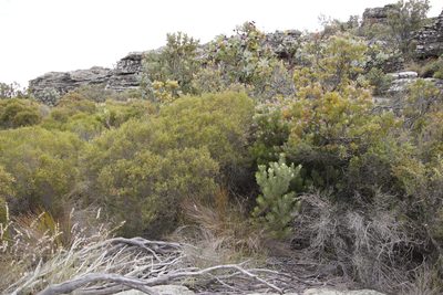 Paranomus bracteolaris, photographed by Tony Rebelo