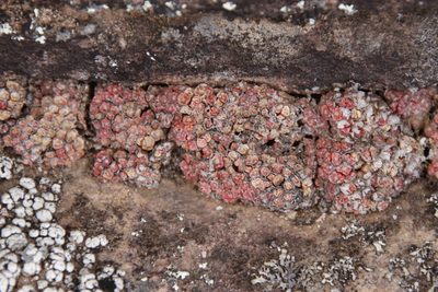 Conophytum swanepoelianum, photographed by Tony Rebelo