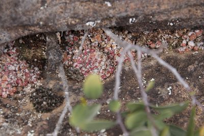 Conophytum swanepoelianum, photographed by Tony Rebelo