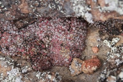 Conophytum swanepoelianum, photographed by Tony Rebelo