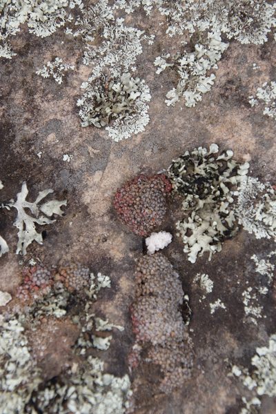 Conophytum swanepoelianum, photographed by Tony Rebelo