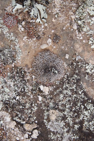 Conophytum swanepoelianum, photographed by Tony Rebelo
