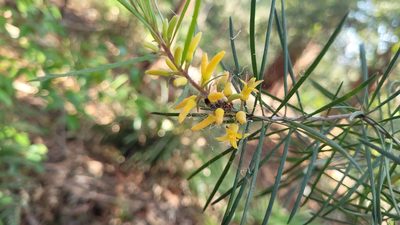 Persoonia linearis, photographed by Eamonn Culhane