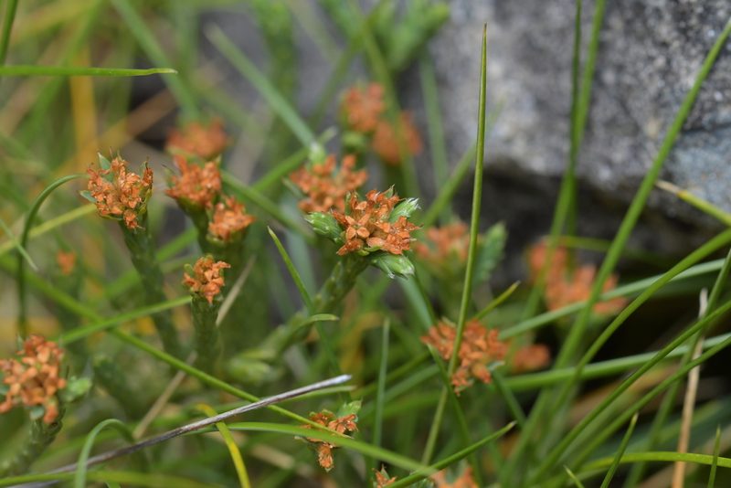 Kelleria multiflora, photographed by Christopher Stephens