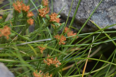 Kelleria multiflora, photographed by Christopher Stephens