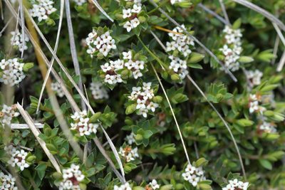 Pimelea oreophila, photographed by Christopher Stephens