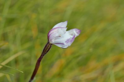 Caladenia lyallii, photographed by Christopher Stephens
