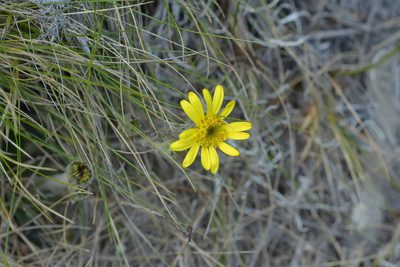 Brachyglottis lagopus, photographed by Christopher Stephens