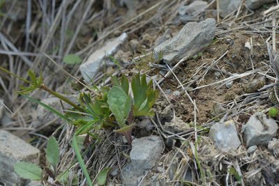 Ranunculus verticillatus, photographed by Christopher Stephens